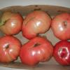 Large Brandy Wine Heirloom tomatoes for sale