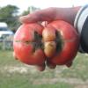 Customer sees beauty in imperfect tomato