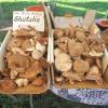 Delicious Shitake Mushsrooms