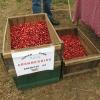 Tupper Farm cranberries