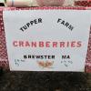 Wow! What great local cranberries