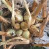 Cluster of 14 shallots pulled from garden